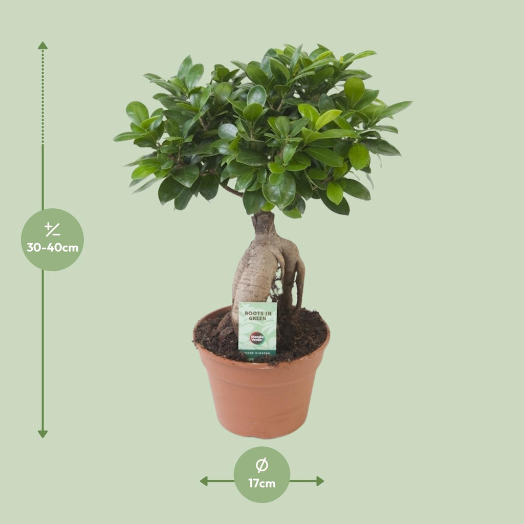 Ficus Ginseng, Ø17 cm, 40 cm