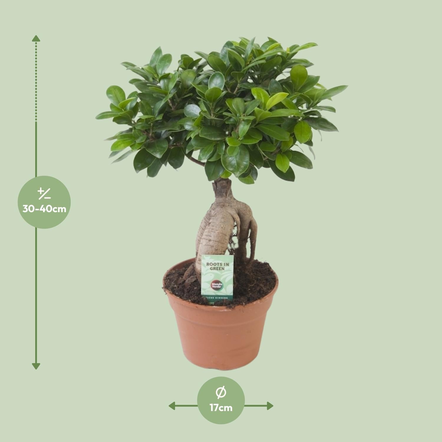 Ficus Ginseng, Ø17 cm, 40 cm