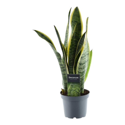 Sansevieria laurentii – 45 cm – Ø12