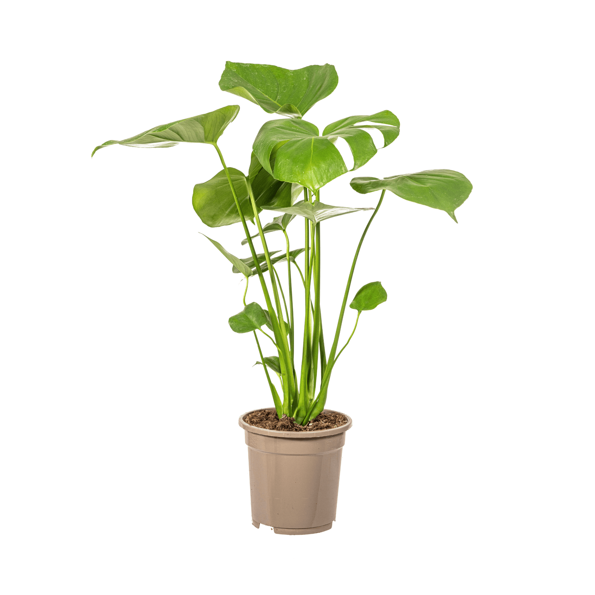 Monstera Deliciosa Tauerii Ø17cm - ↕50 - 70cm - Botanic-Vibes