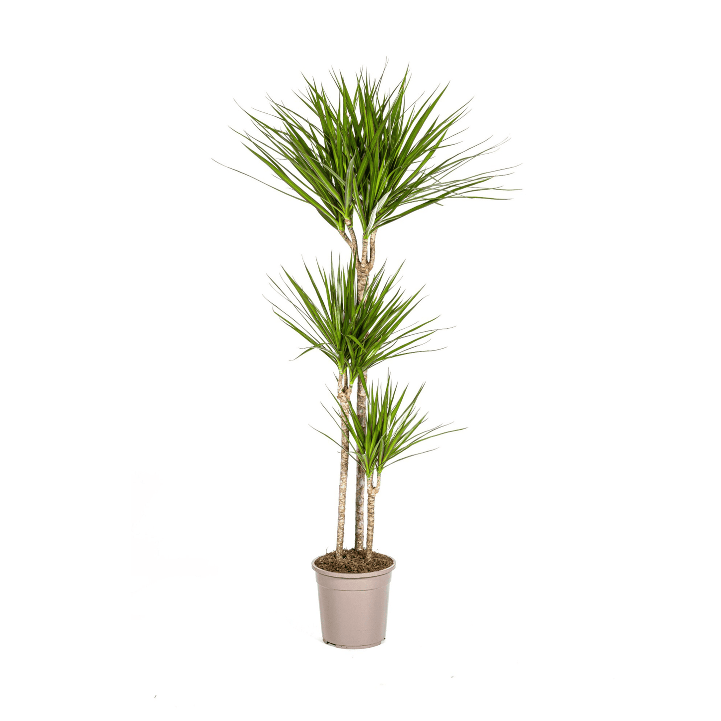 Dracaena Marginata Green Ø24cm - ↕130 - 150cm - Botanic-Vibes