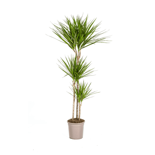 Dracaena Marginata Green Ø24cm - ↕130 - 150cm - Botanic-Vibes