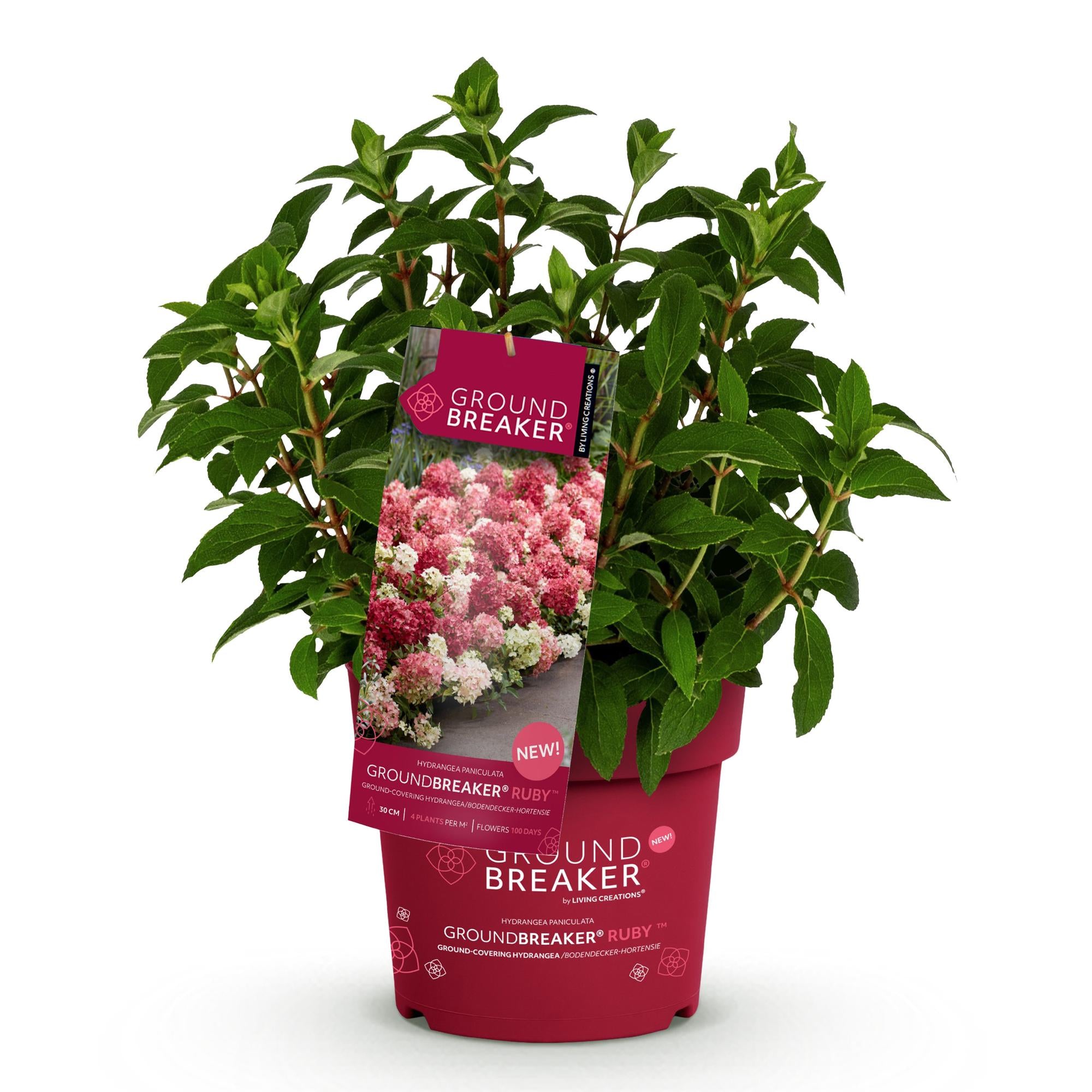 Hydrangea panniculata Groundbreaker Ruby, Rispenhortensie, Winterfest, Rot, 1 Pflanze, Topf 14 cm, 20-25 cm