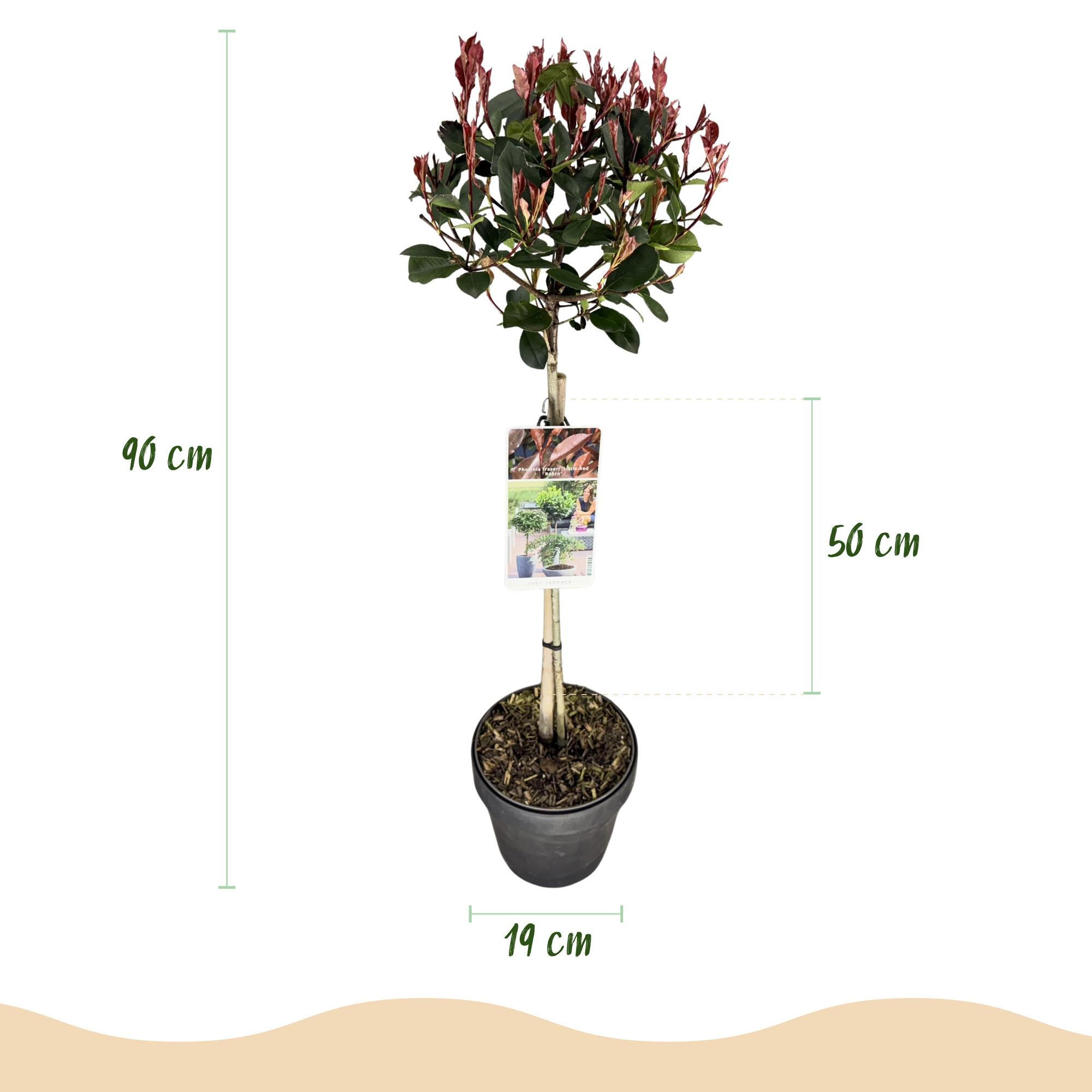 Stamm Pflanze, Photinia fraseri Little Rot Robin, Terrassenpflanze, Immergrün, Winterhart, Grün-Rotes Blatt, Topf 19 cm 90 cm