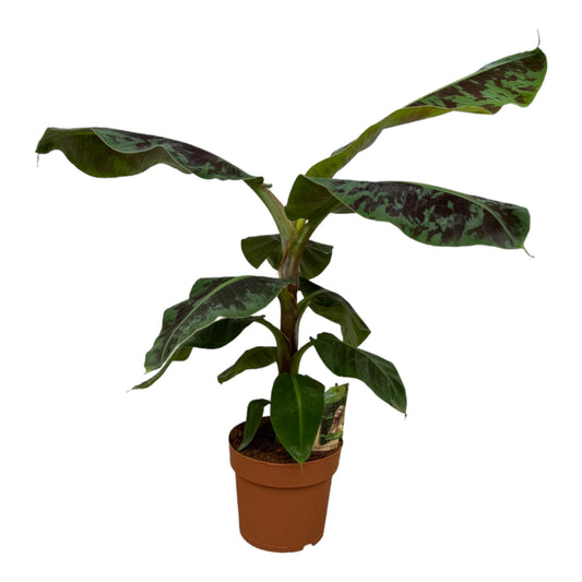 Musa – 80 cm – Ø21