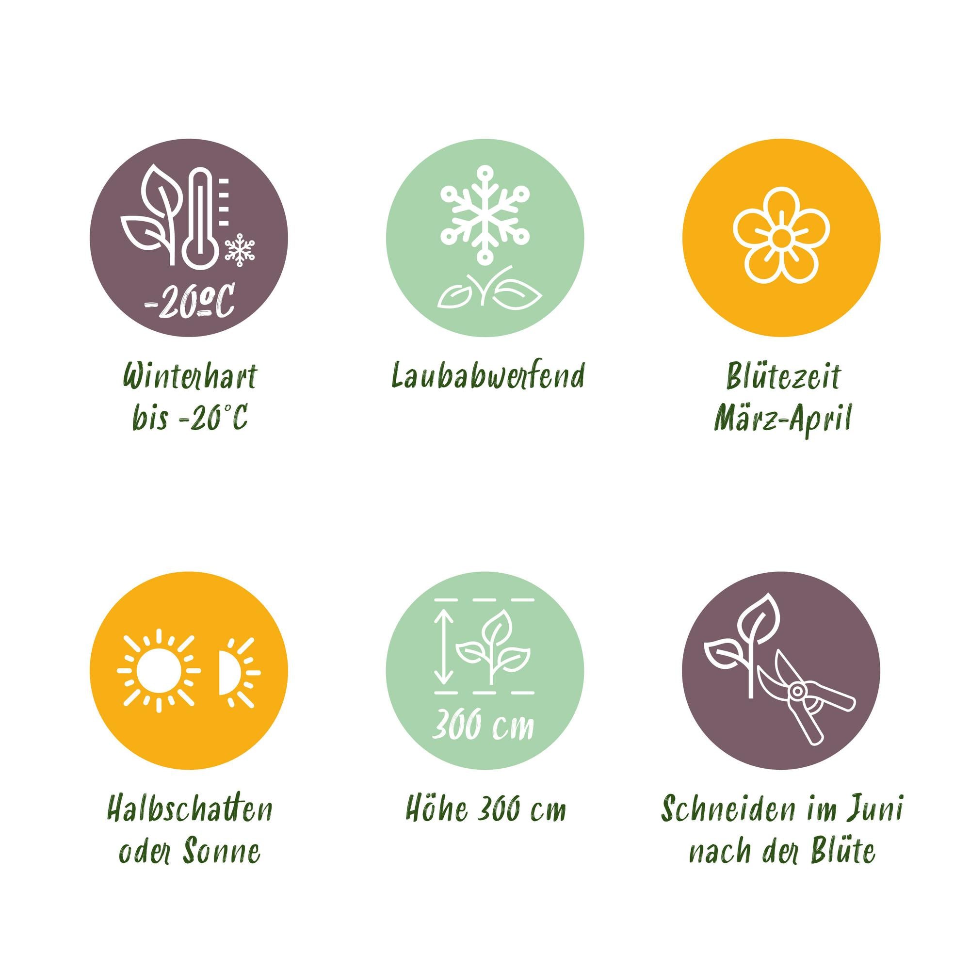 Kletterpflanze, Clematis montana Rubens, Blüte Rosa, Frühblühend, Wenig Pflege, 2 Pflanzen, Topf 11 cm 40 cm