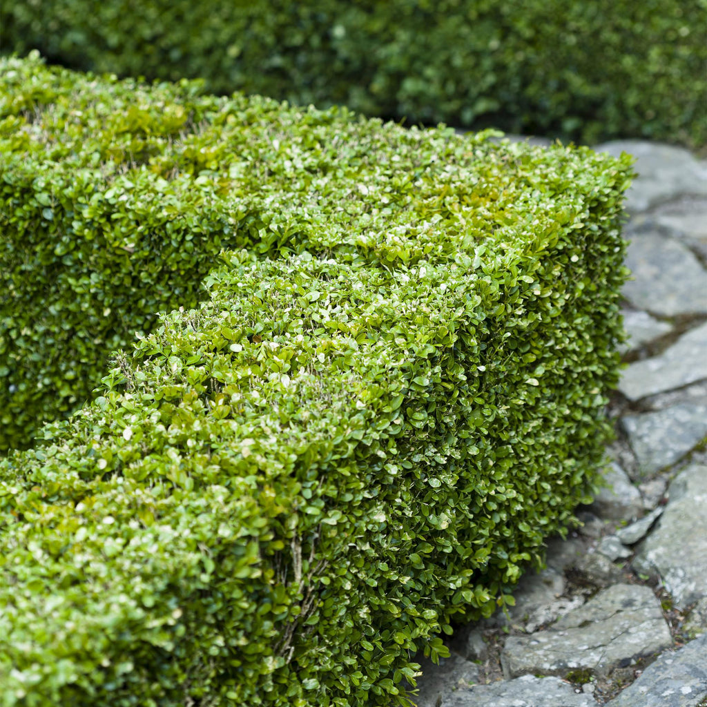 Heckenpflanzen, Buxus sempervirens, Blatt grün, 8 Pflanzen, 1 laufender Meter, immergrün, Topf 9 cm 20-25 cm