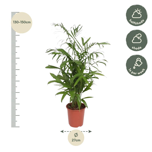 Chamaedorea seifrizii – 140 cm – Ø27