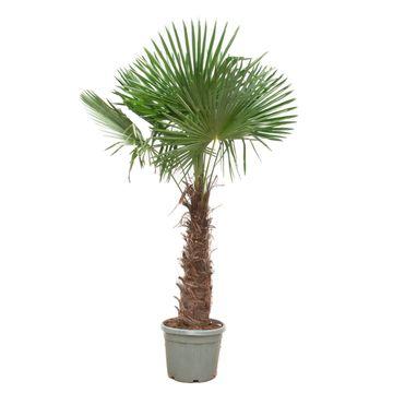 Trachycarpus fortunei – 240–270 cm – Ø55cm