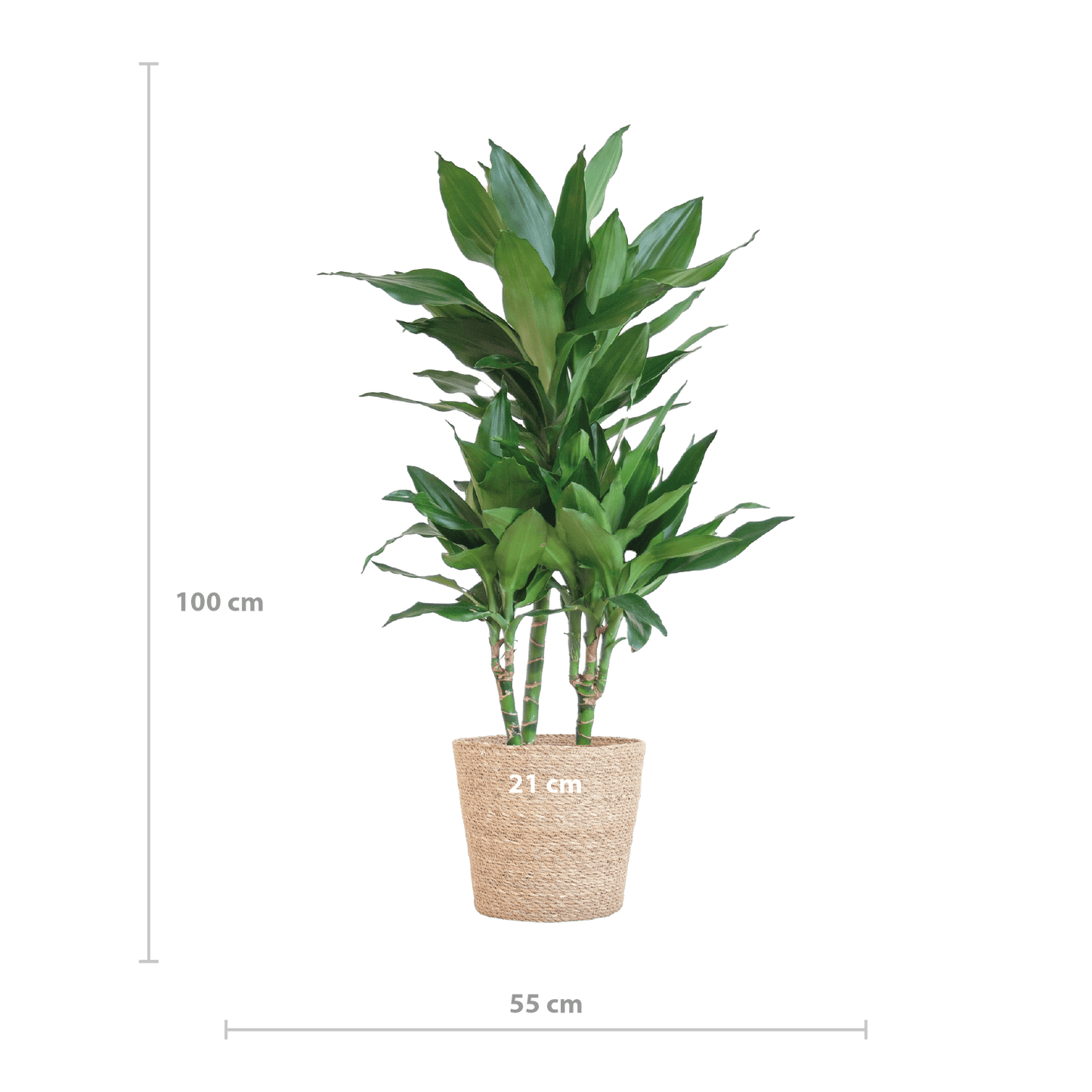 Dracaena  Janet Lindt mit Sofia-Korb natur - 95cm - Ø21 - Botanic-Vibes