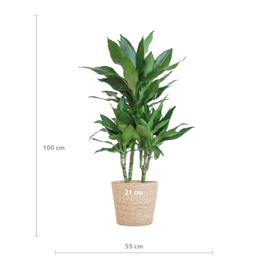 Dracaena  Janet Lindt mit Sofia-Korb natur - 95cm - Ø21 - Botanic-Vibes