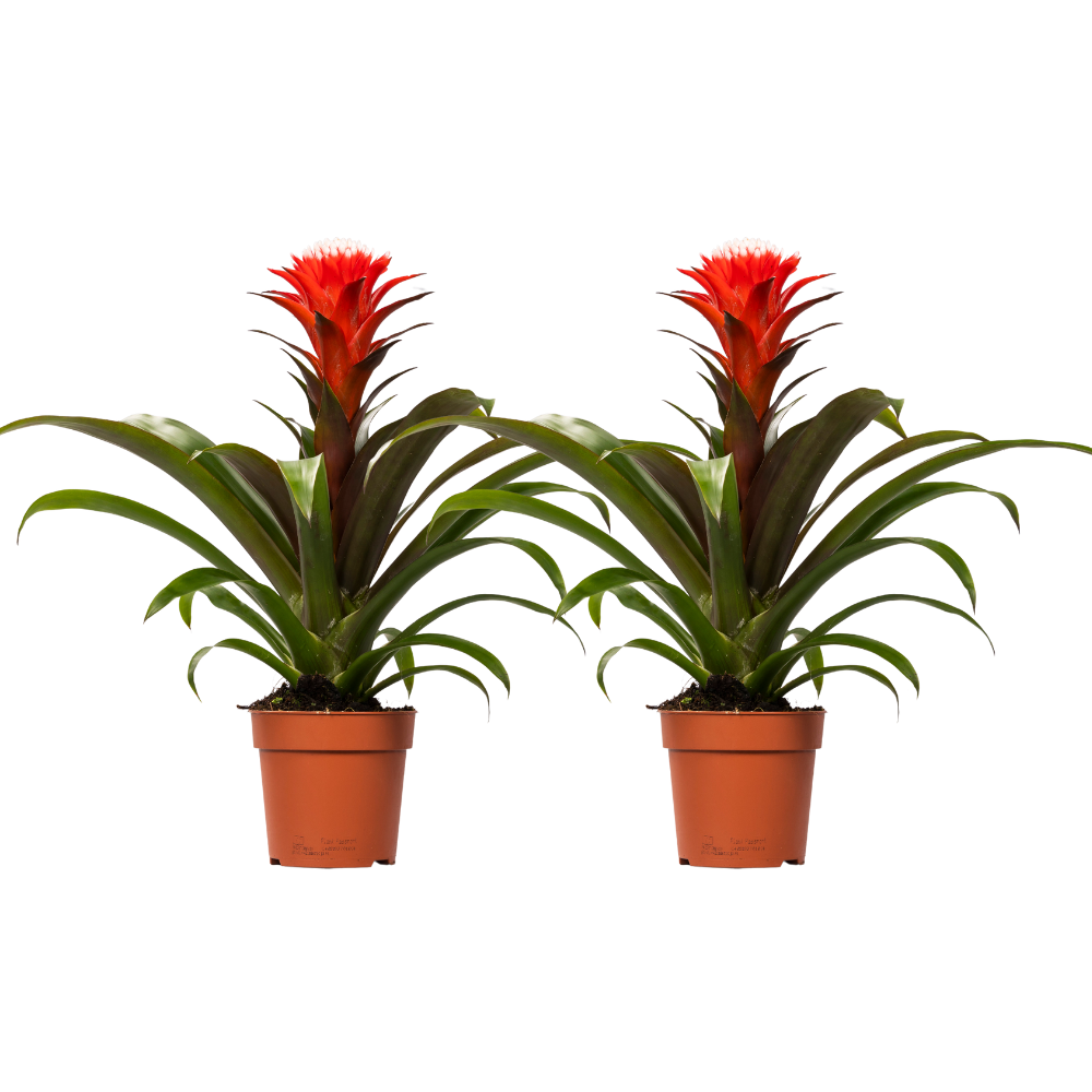 Guzmania Hope, 2 Stücke, Ø12 cm, 40 cm