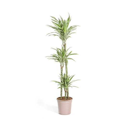 Dracaena Deremensis White Stripe Ø24cm - ↕130 - 150cm - Botanic-Vibes