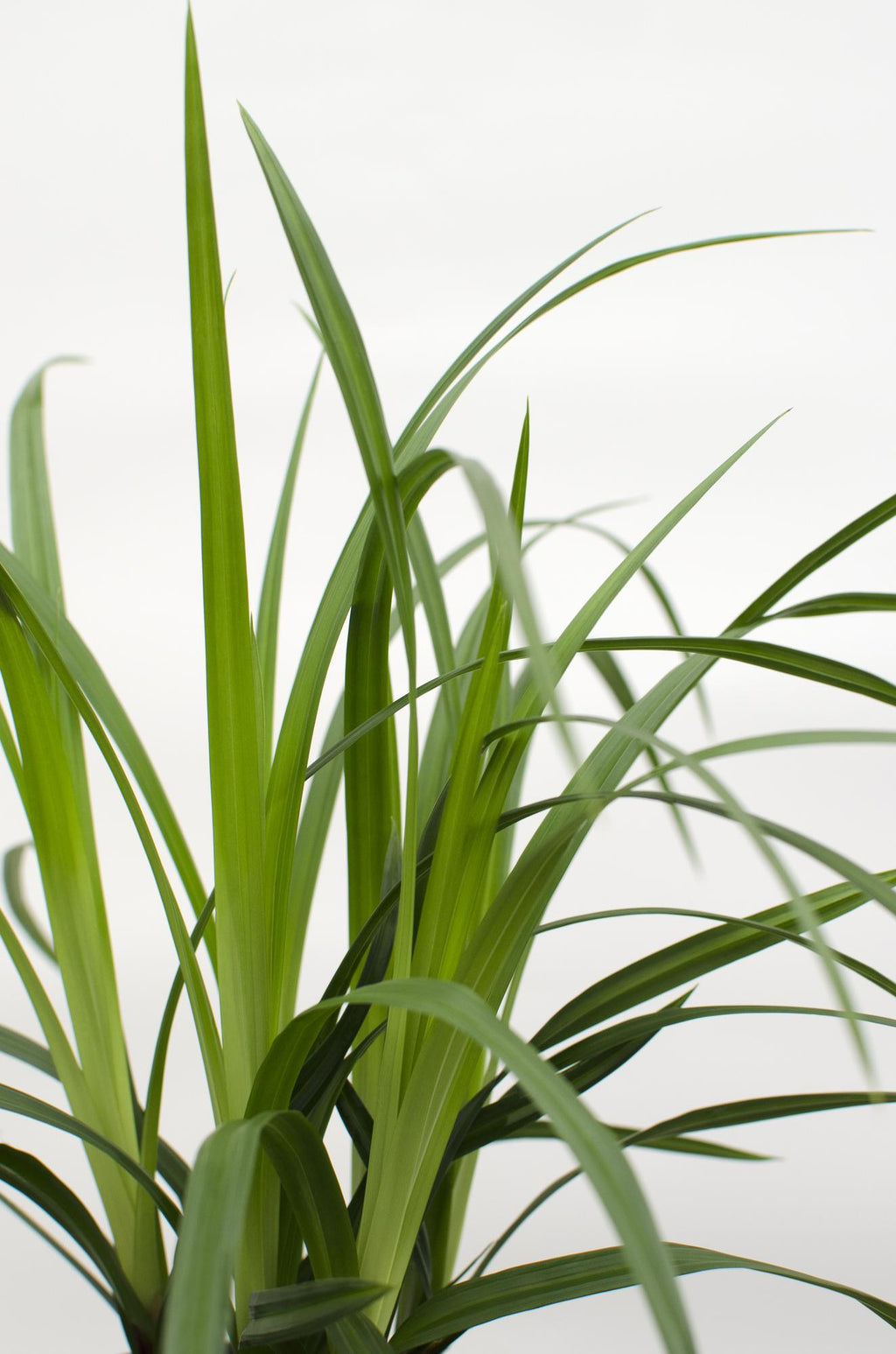 3x, Carex morrowii 'Irish Grün', 30 cm, Ø14 cm