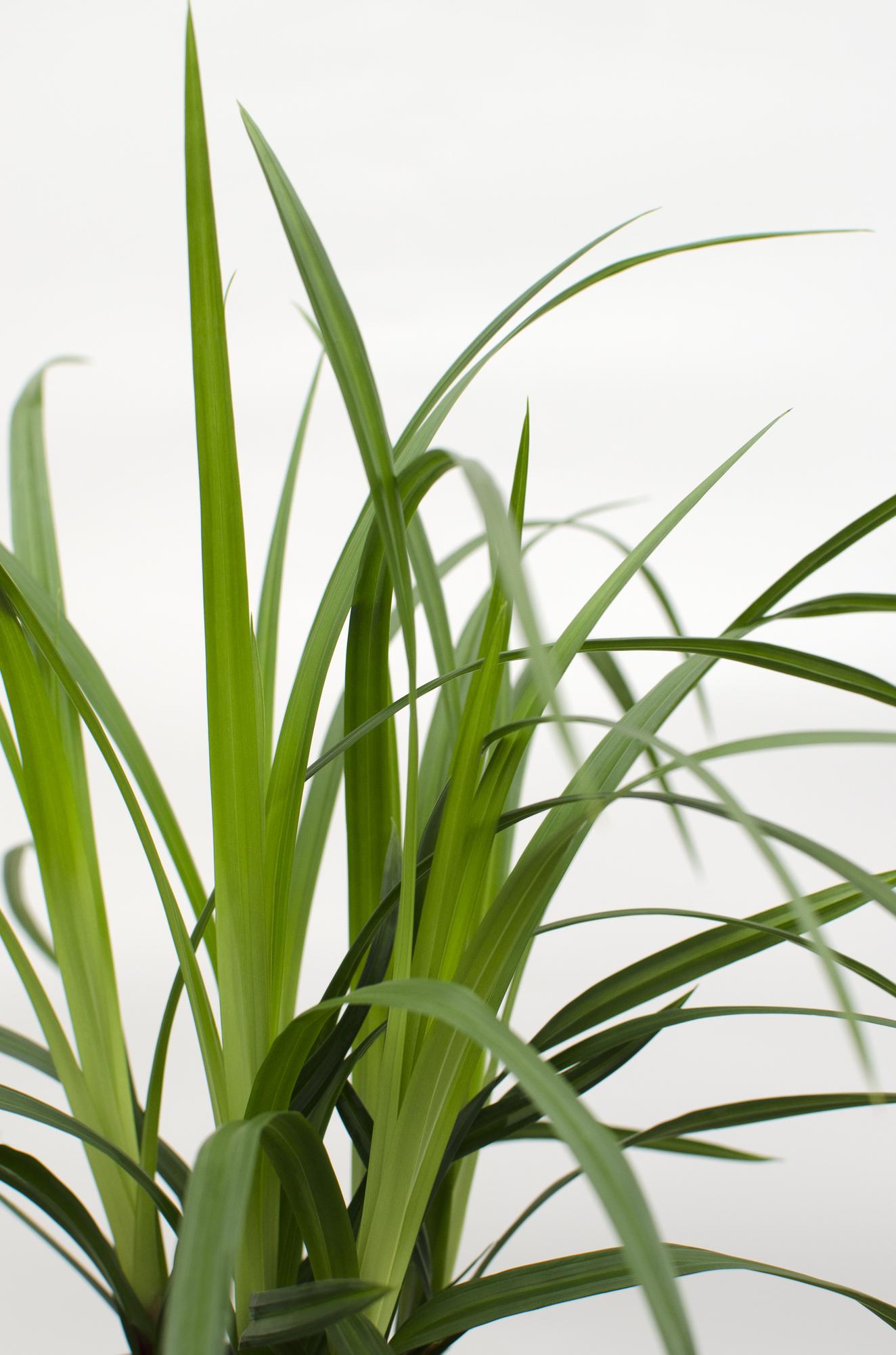 3x, Carex morrowii 'Irish Grün', 30 cm, Ø14 cm