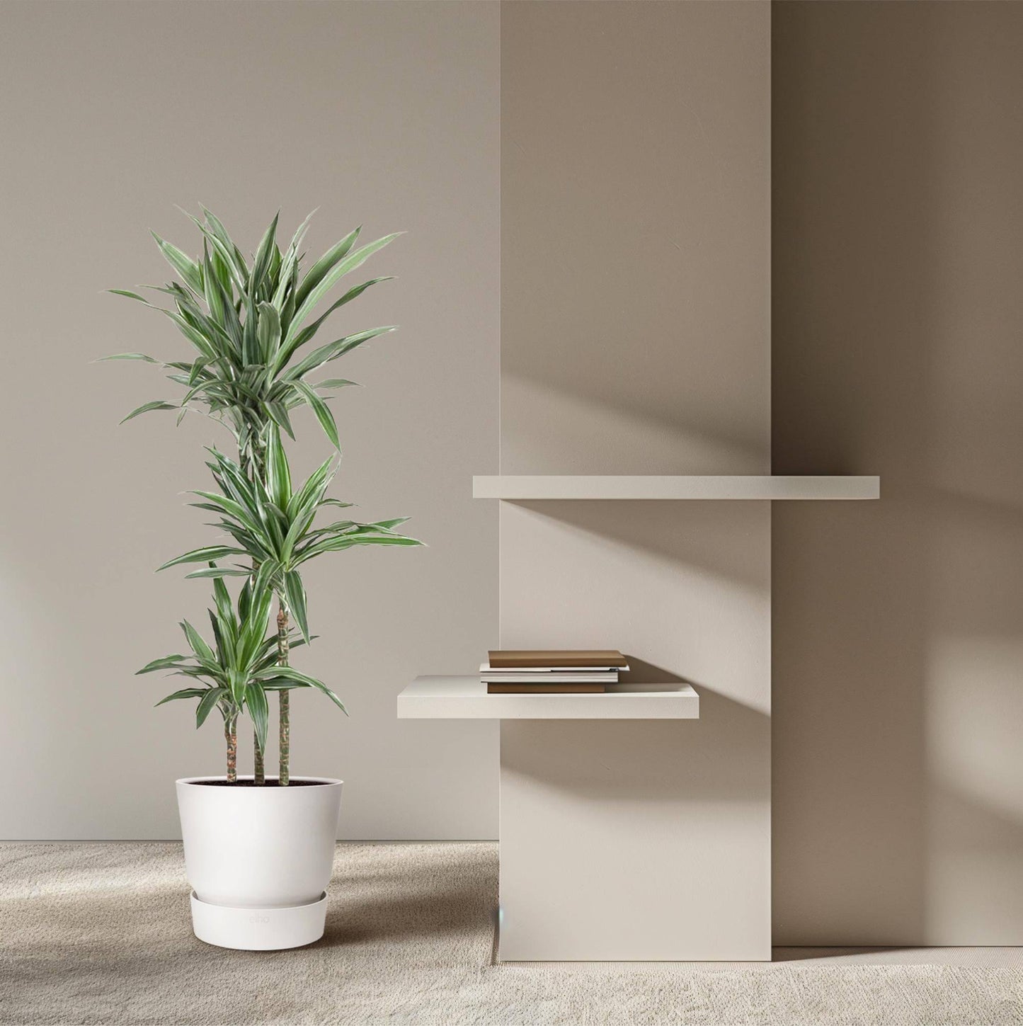 Dracaena Warneckei – 100 cm – Ø27 - Botanic-Vibes
