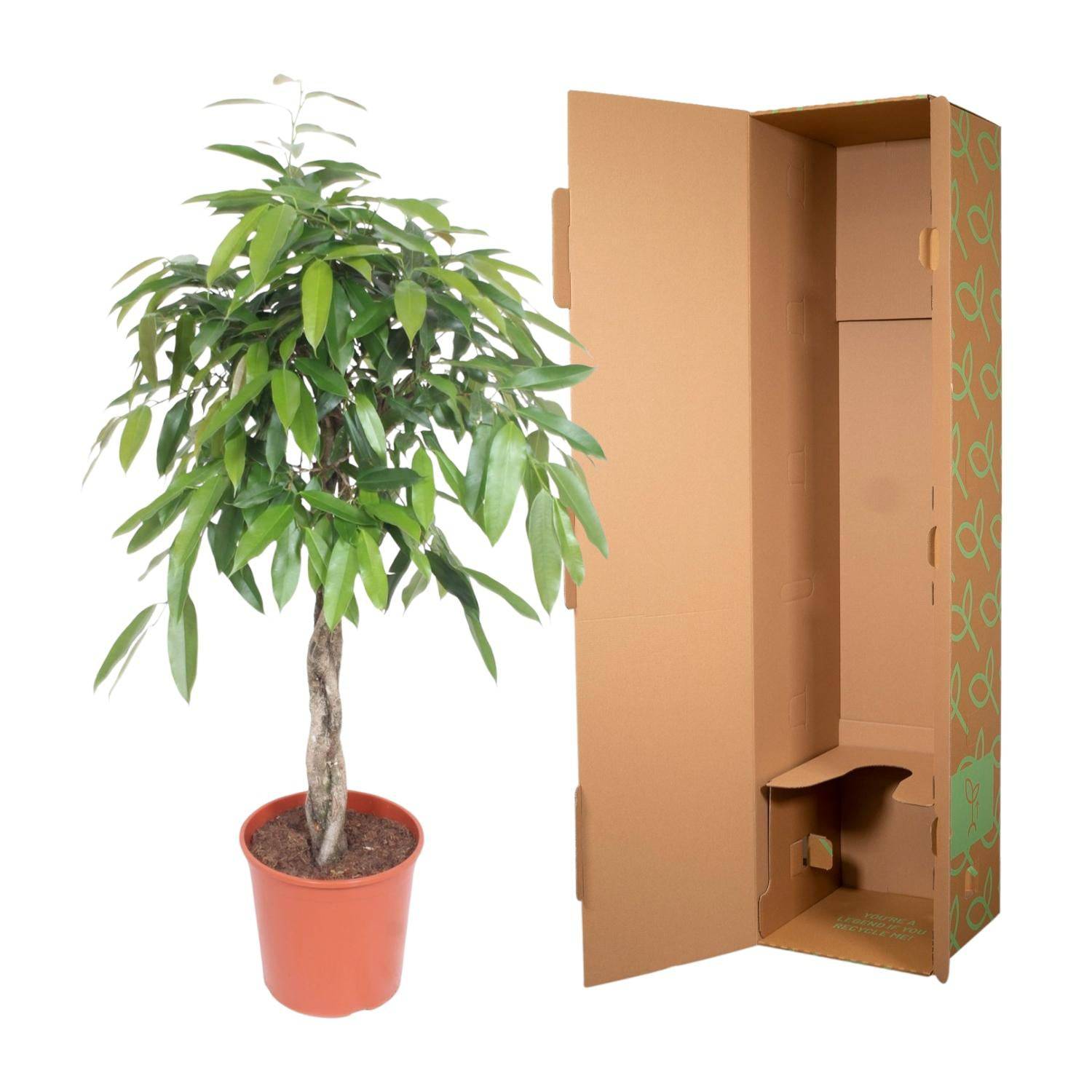 Ficus 'Amstel King' geflochtener Stamm – 140 cm – Ø30 - Botanic-Vibes