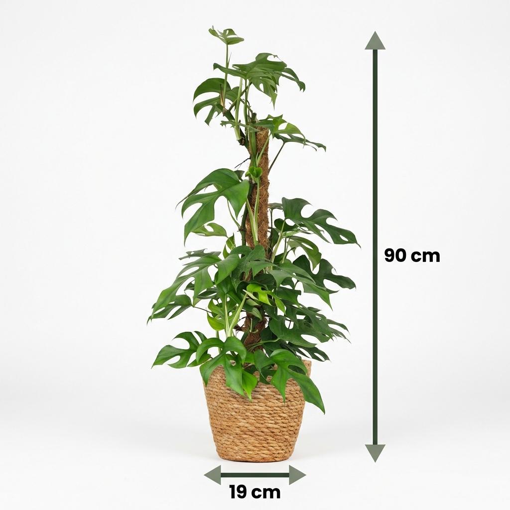 Mini Fensterblatt, Monstera Minima Moosstab, Grün, Pflegeleicht, 1 Pflanze, mit Korb, Topf 19 cm, 90 cm