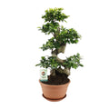 Ficus Ginseng, Ø27 cm, 70 cm