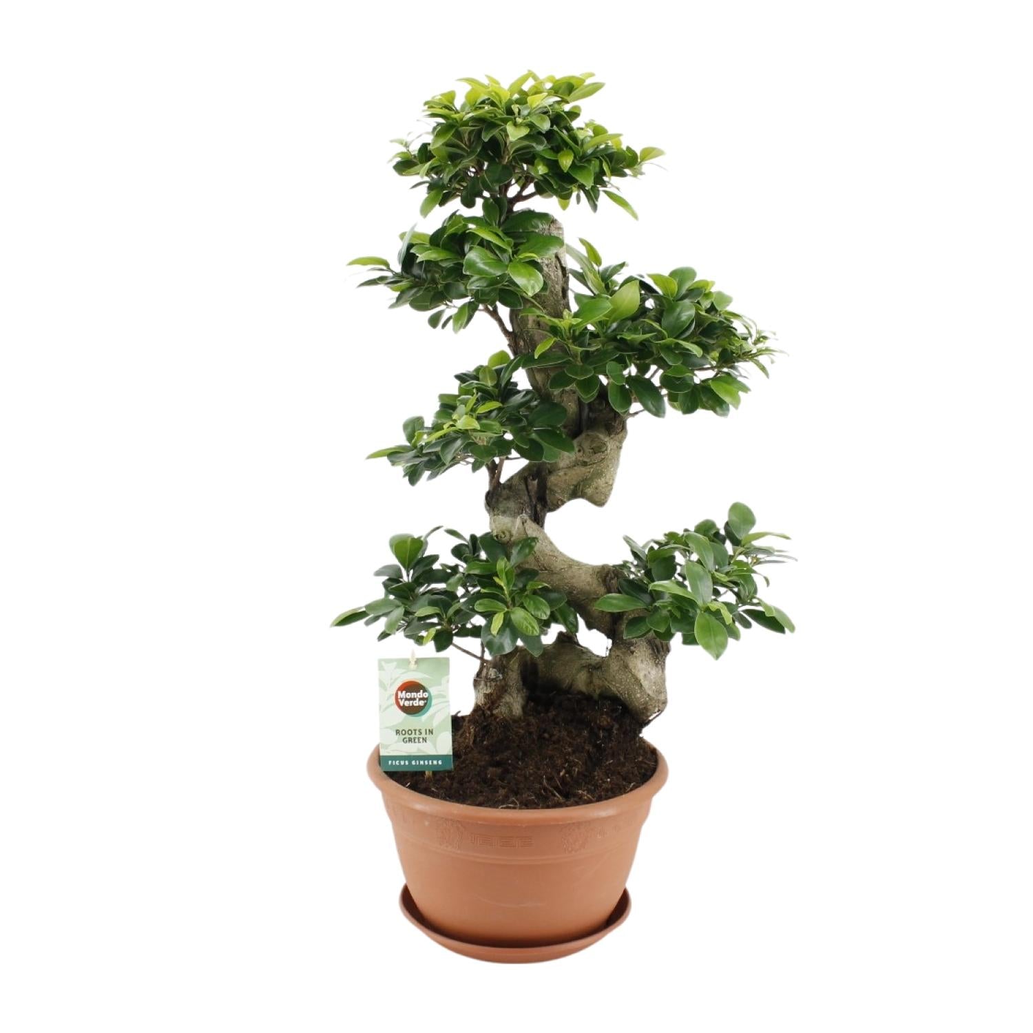 Ficus Ginseng, Ø27 cm, 70 cm