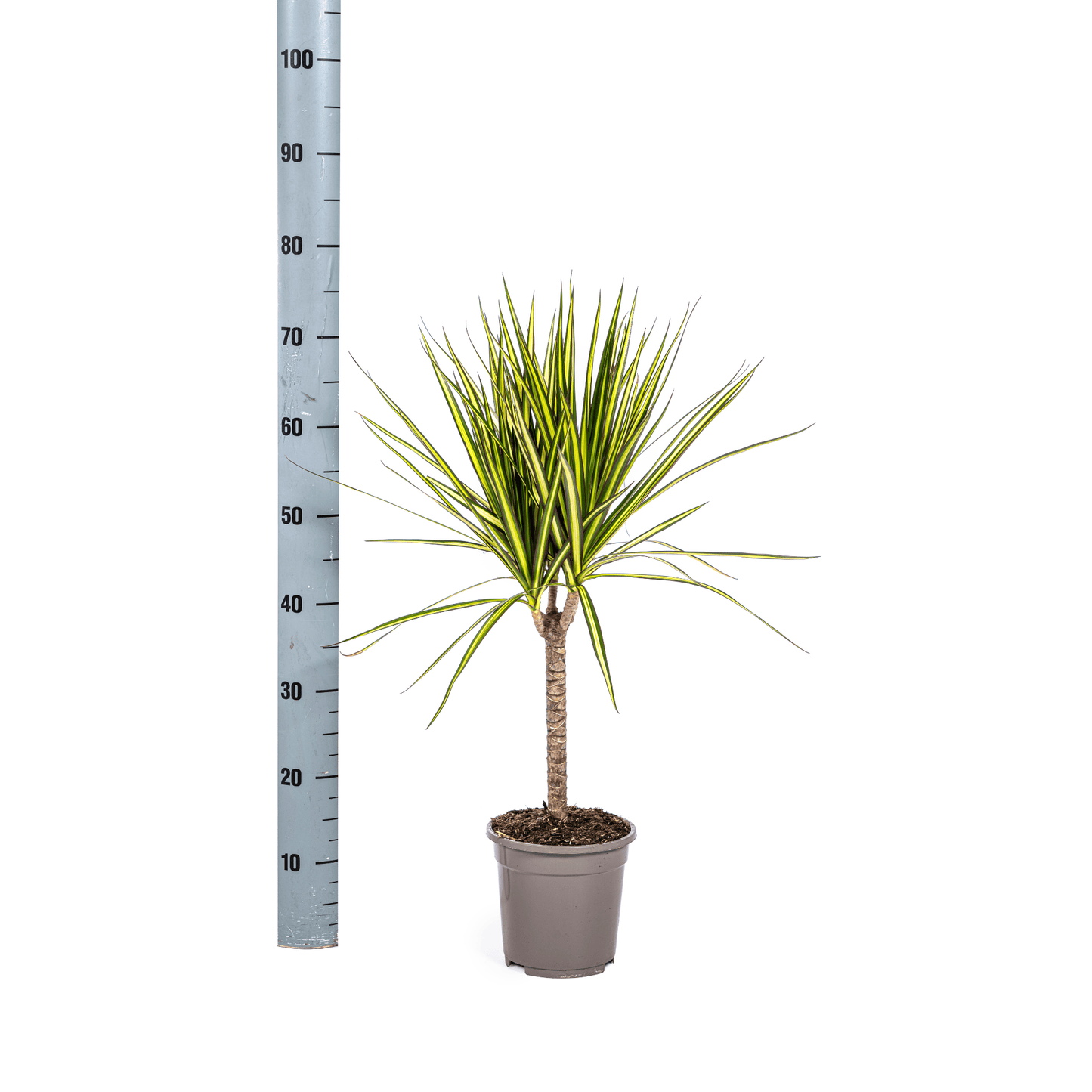 Dracaena Marginata Sunray Ø17cm - ↕60 - 80cm - Botanic-Vibes