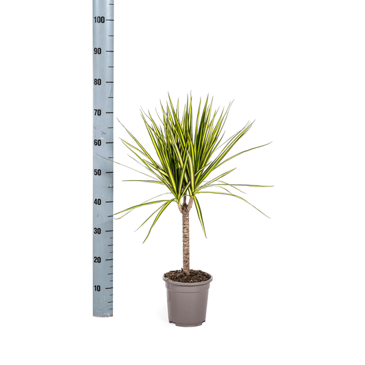 Dracaena Marginata Sunray Ø17cm - ↕60 - 80cm - Botanic-Vibes