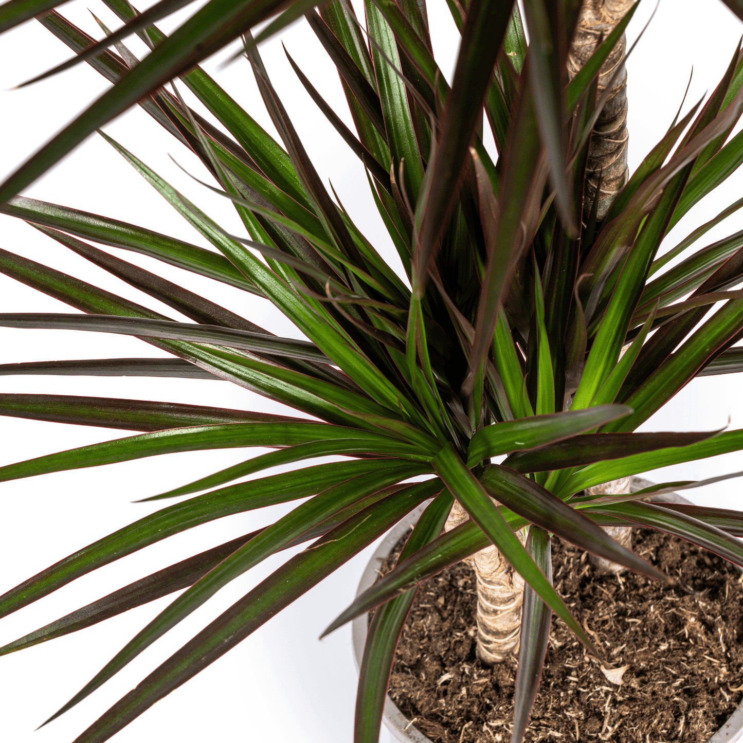 Dracaena Marginata Magenta Ø24cm - ↕130 - 150cm - Botanic-Vibes