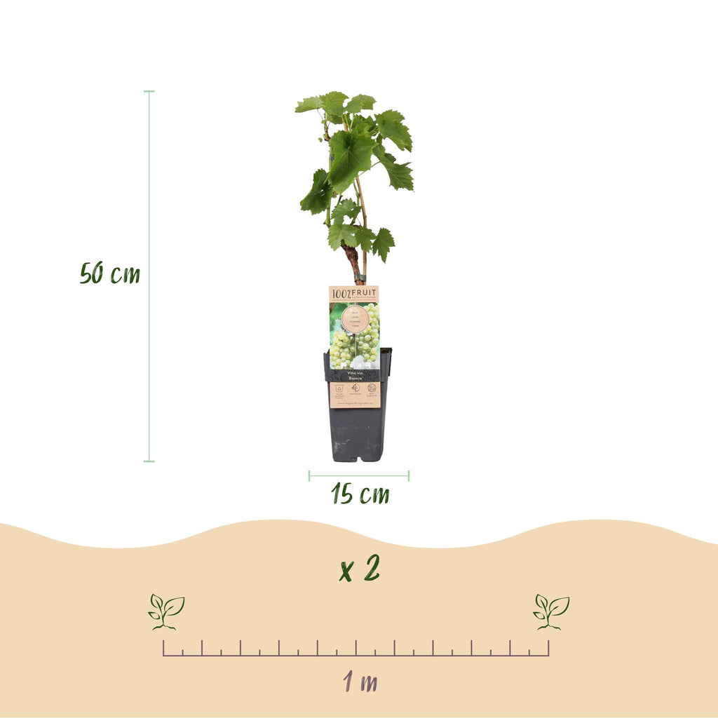 Obstpflanze, Vitis vinifera Bianca, Weinrebe, Veredelt, Weiße Traube, 2 Pflanzen, Topf 15 cm, 50 cm