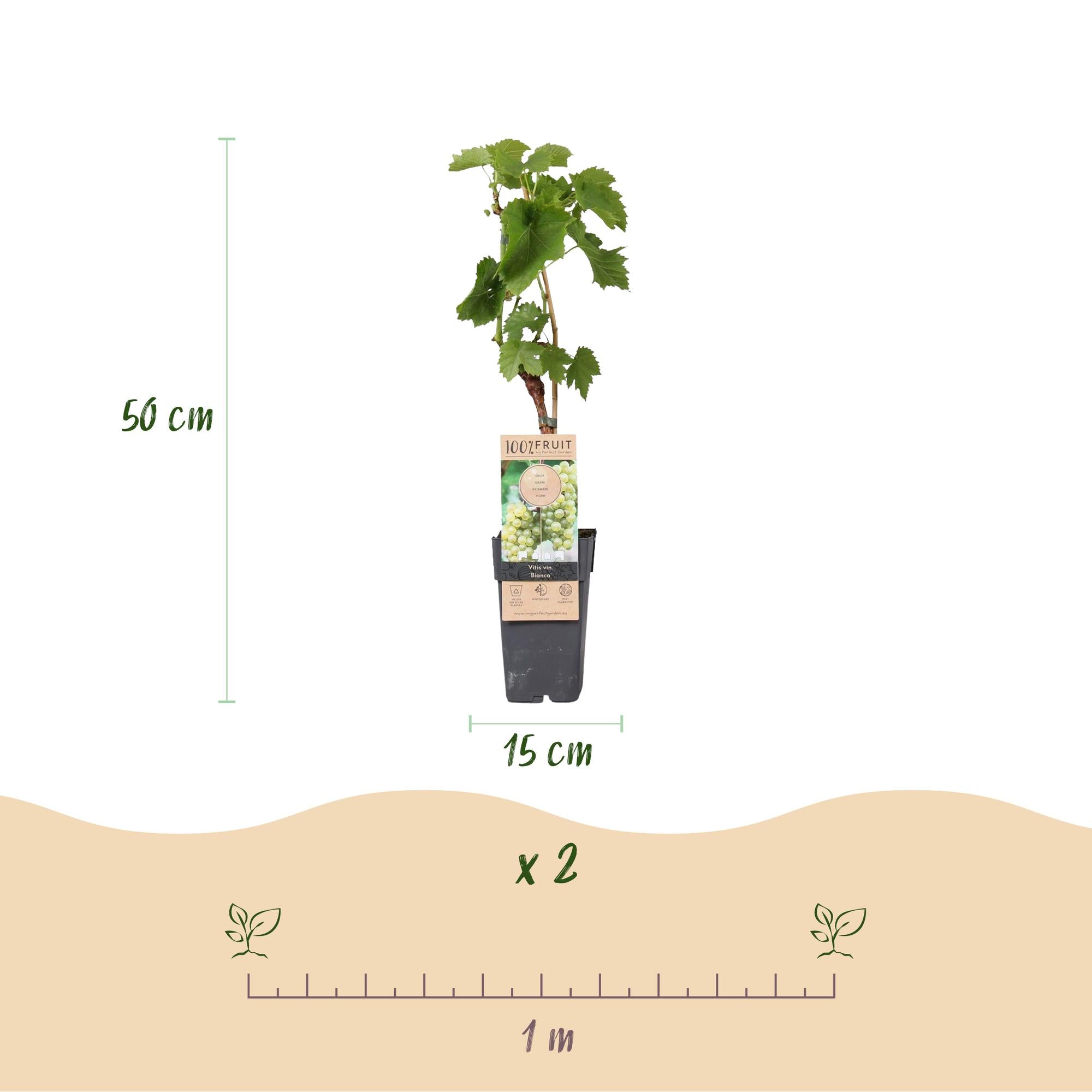 Obstpflanze, Vitis vinifera Bianca, Weinrebe, Veredelt, Weiße Traube, 2 Pflanzen, Topf 15 cm, 50 cm