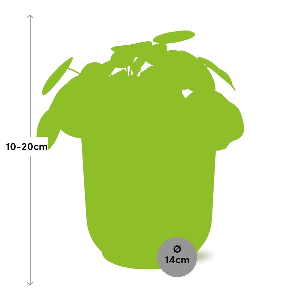 Mother's Day, Pilea Peperomioides 12 cm im ELHO Vibes Fold, 14 cm, rosa