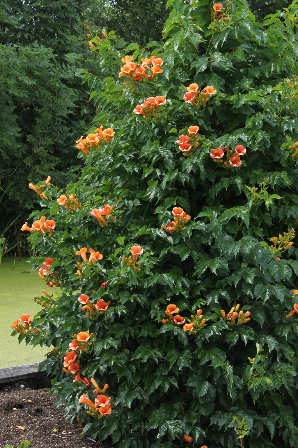 2x, Campsis 'Indian Summer', 65 cm, Ø15 cm