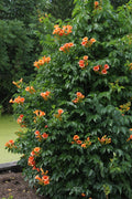 2x, Campsis 'Indian Summer', 65 cm, Ø15 cm