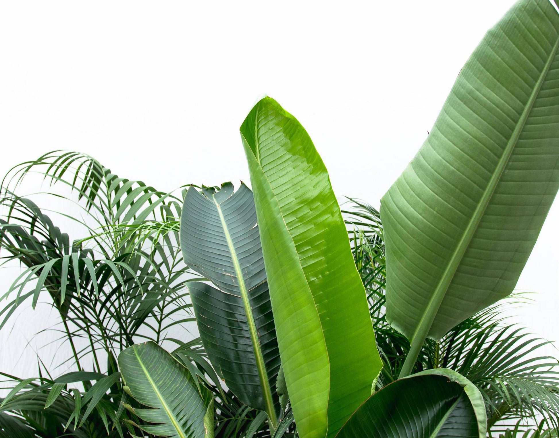 Vorteilspaket XXL – Kentia 200 cm, Strelitzia Nicolai 225 cm, Areca 200 cm - Botanic-Vibes