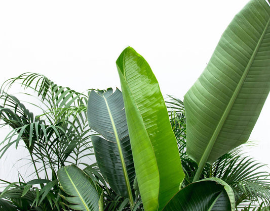Vorteilspaket XXL – Kentia 200 cm, Strelitzia Nicolai 225 cm, Areca 200 cm - Botanic-Vibes