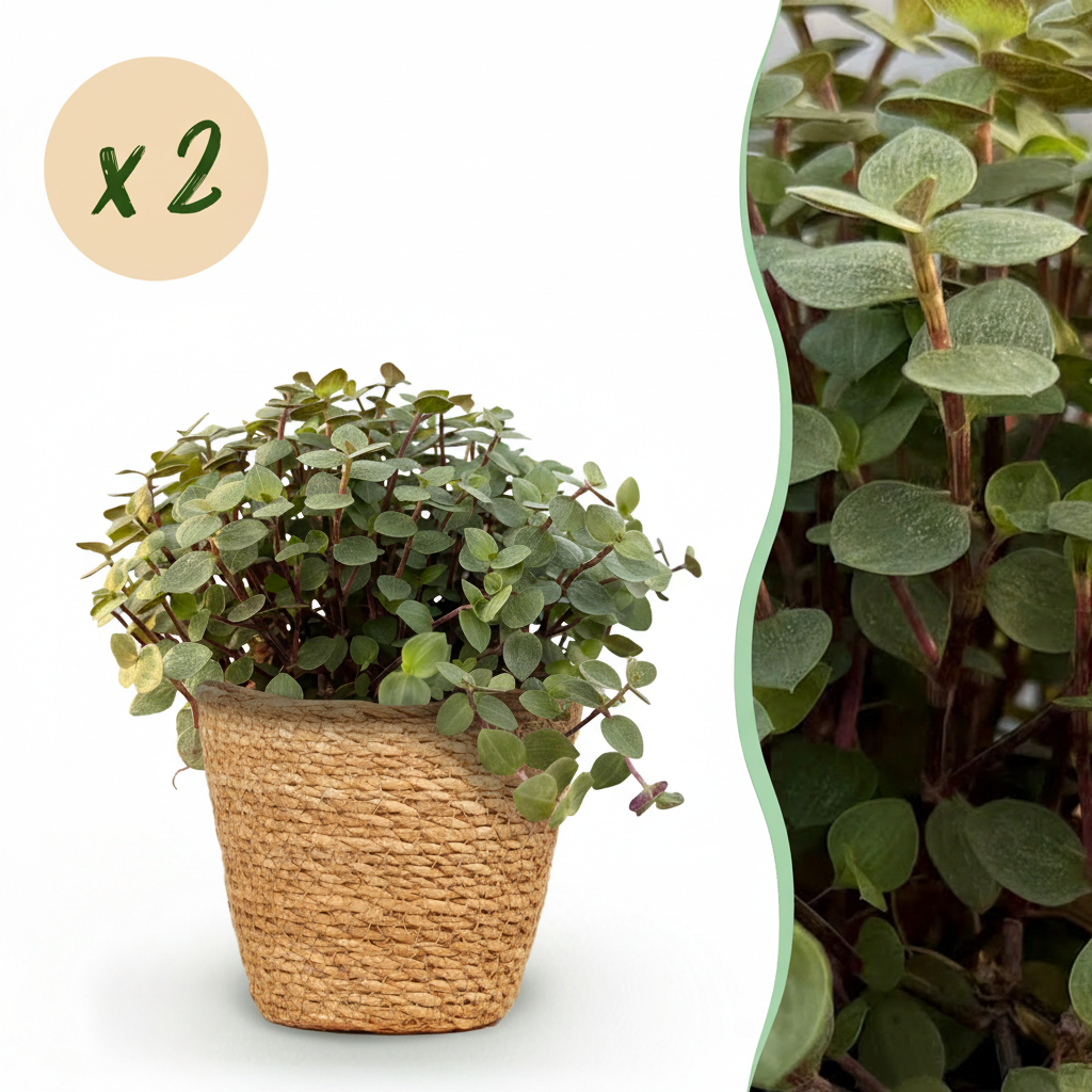 Green boutiQ, Zimmerpflanze, Calissia repens, Katzengras, Haustierfreundlich, Grün, Topf 12cm, Höhe 17, 20cm