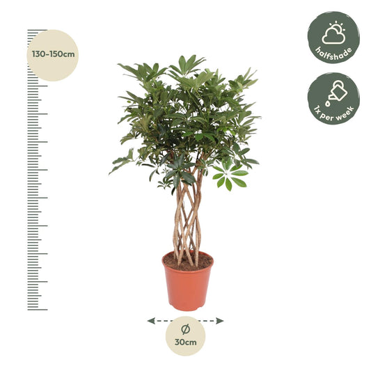 Schefflera arboricola Compacta – geflochtener Stamm – 130 cm – Ø30