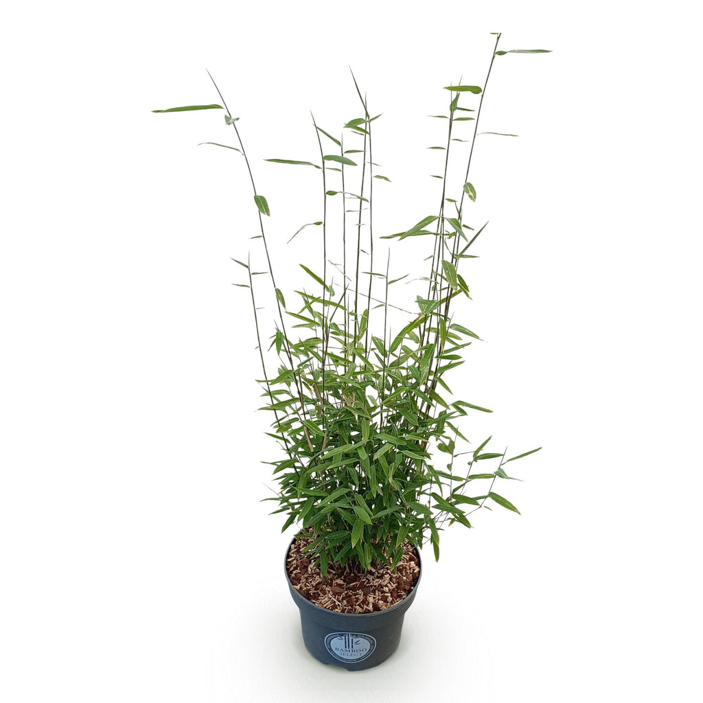 Gräser, Fargesia nitida Schwarz Dragon, Bambus, Nicht Ausbreitend, Grün, 1 Pflanze, Topf 23 cm, 80 cm