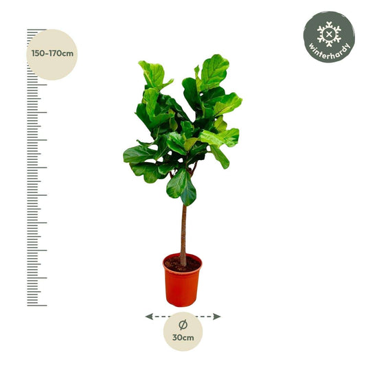 Ficus lyrata Baum – 150 cm – Ø30 - Botanic-Vibes