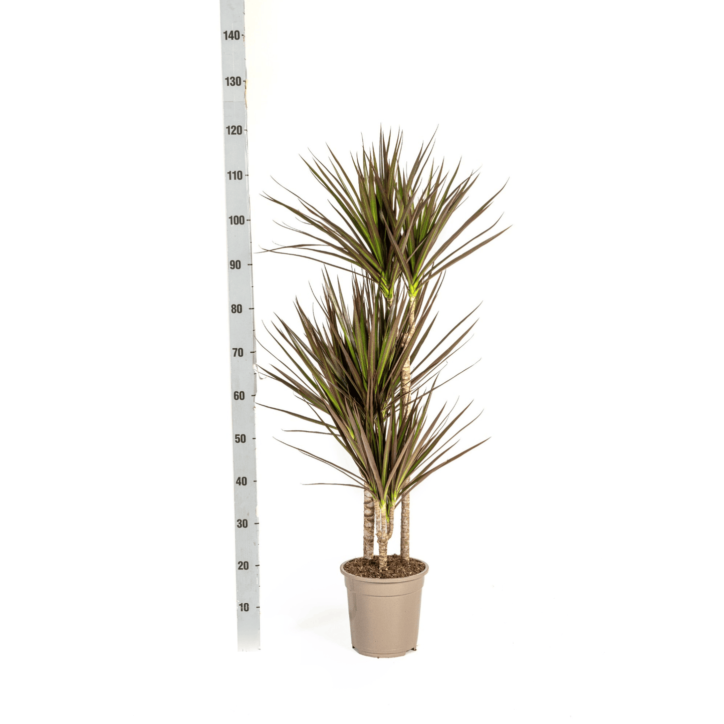 Dracaena Marginata Magenta Ø21cm - ↕110 - 130cm - Botanic-Vibes