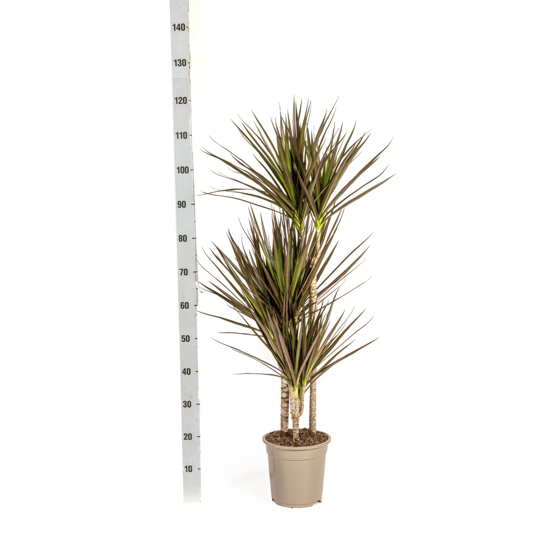 Dracaena Marginata Magenta Ø21cm - ↕110 - 130cm - Botanic-Vibes
