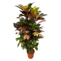 Codiaeum (Croton) Iceton verzweigt – 120 cm – Ø24 - Botanic-Vibes