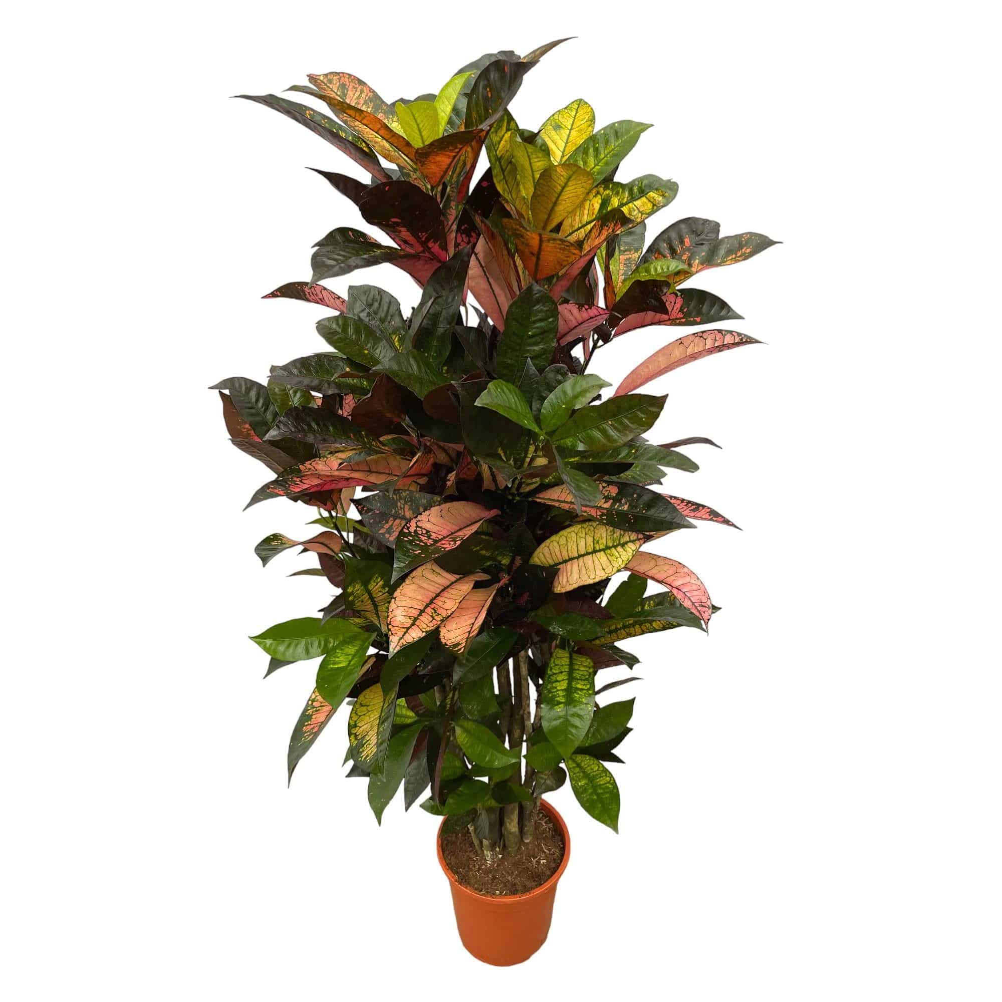 Codiaeum (Croton) Iceton verzweigt – 120 cm – Ø24 - Botanic-Vibes