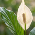 Fleur de lune, Spathiphyllum, Blanc, pflegeleicht, 1 Pflanze, Topf 19 cm, 70-80 cm