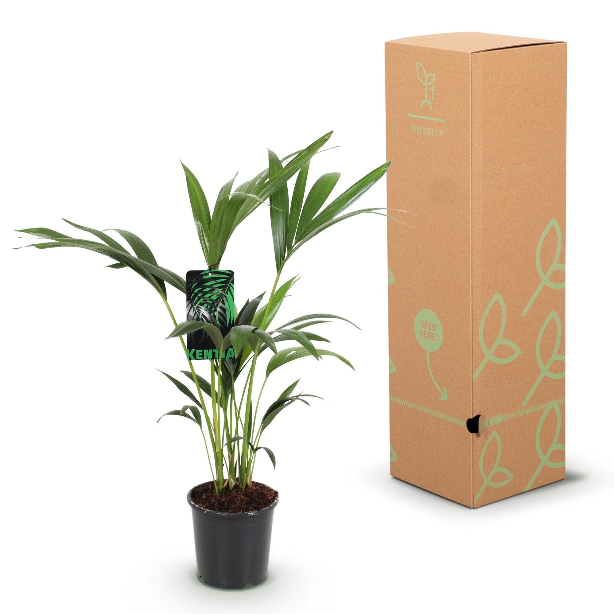 Howea Forsteriana, Kentia-Palme, Wenig Pflege, Grün, 2 Pflanzen, Topf 17 cm, 70-75 cm