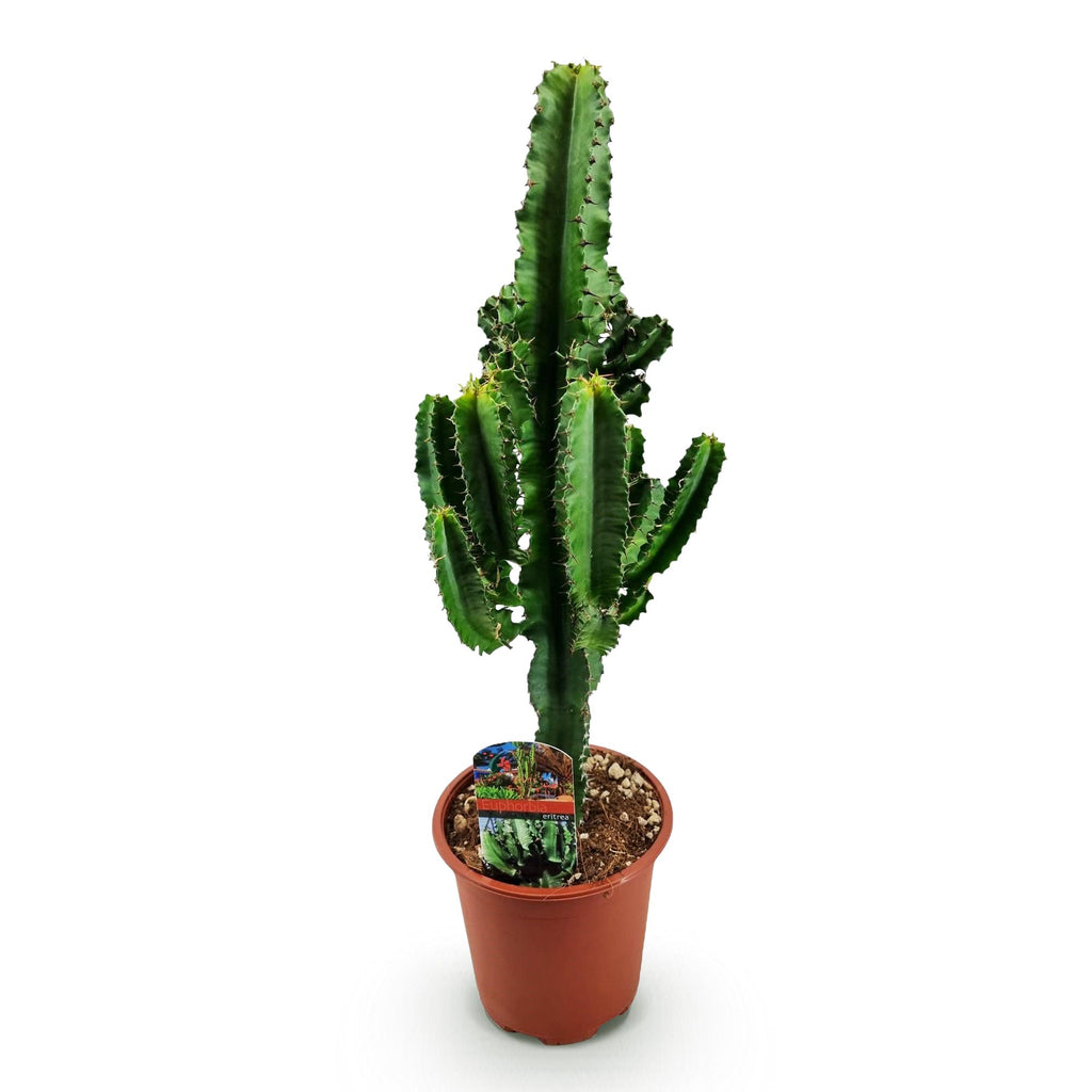 Euphorbia eritrea, Afrikanischer Milchbaum, Geringer Pflegeaufwand, Grün, 1, Topf 17 cm, 60 cm