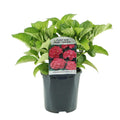 Hortensie, Hydrangea macrophylla Rot, Blume Rot, 3 Pflanzen, 1 m2, Laubabwerfend, Wenig Pflege, Topf 17 cm 30 cm