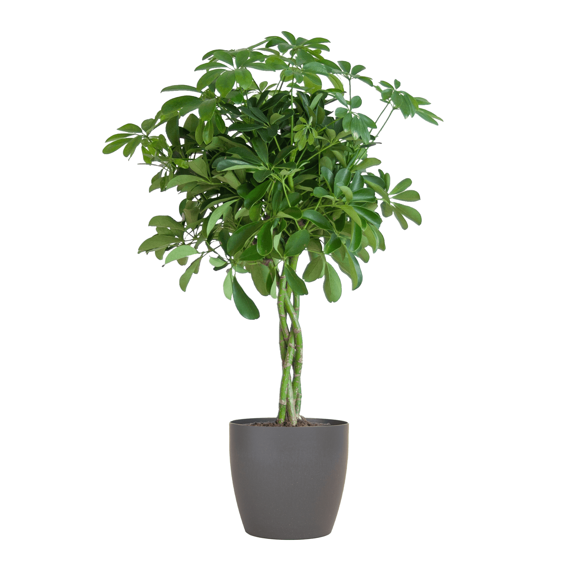 Schefflera Arab Nora mit Viber grau – 70 cm – Ø21 - Botanic-Vibes
