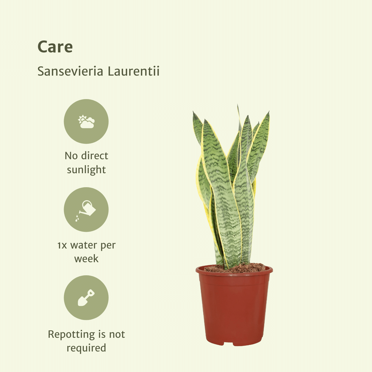2x Sansevieria Laurentii, Frauenzunge, 40 cm, Ø14 cm