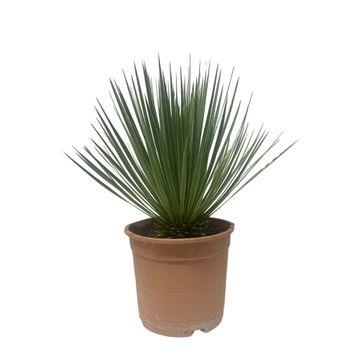 Yucca Rostrata – 60 cm – Ø24cm
