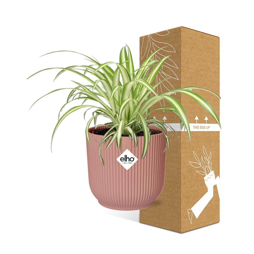 Chlorophytum Comosum Variegatum im ELHO Vibes Fold, 14 cm, rosa